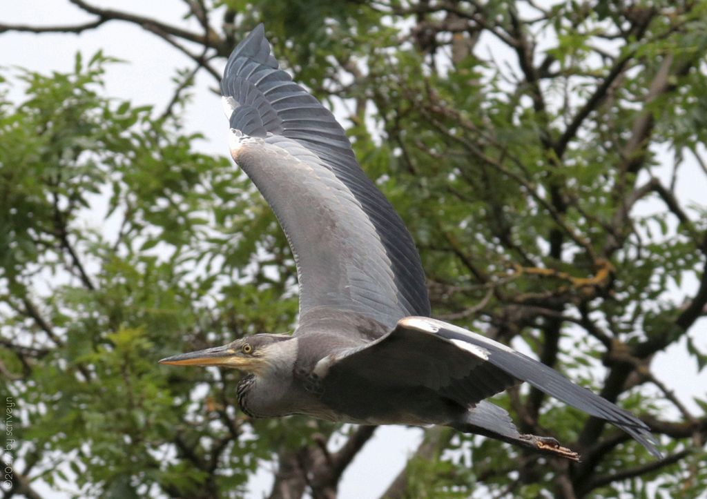 IMAGE: http://i96.photobucket.com/albums/l175/jazzscriveyn/POTN/scr_3054_POTN.jpg~original