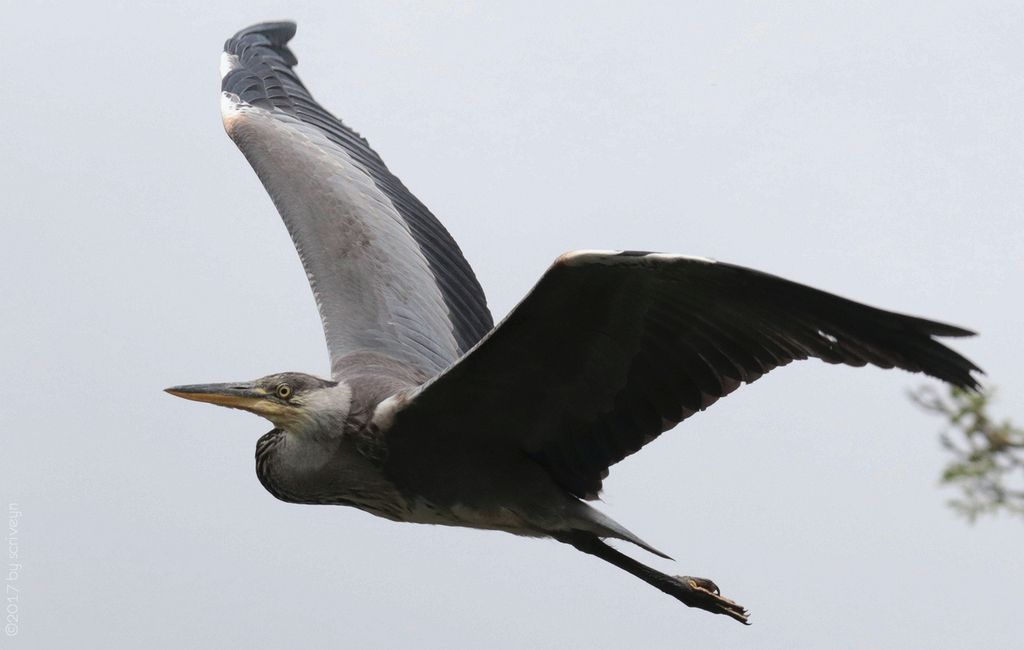 IMAGE: http://i96.photobucket.com/albums/l175/jazzscriveyn/POTN/scr_3056_POTN.jpg~original