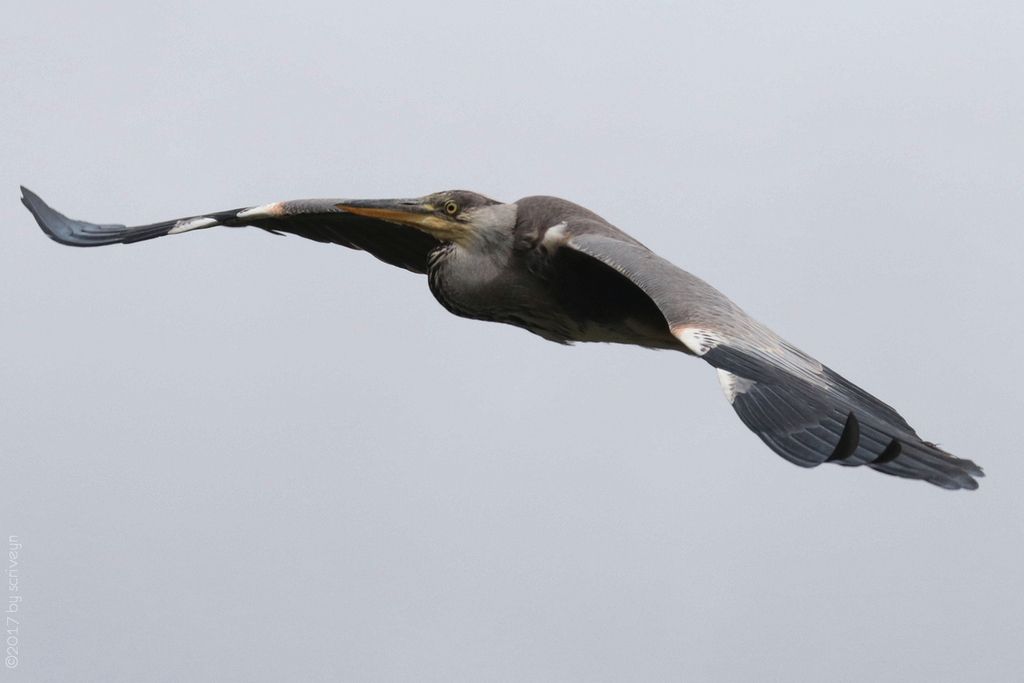 IMAGE: http://i96.photobucket.com/albums/l175/jazzscriveyn/POTN/scr_3057_POTN.jpg~original