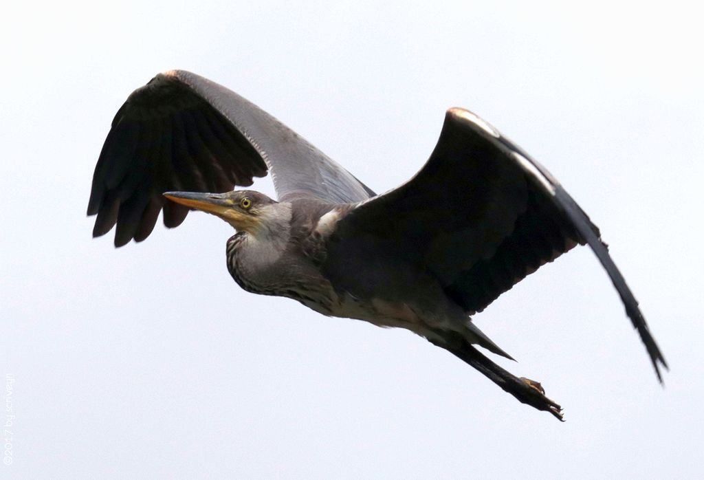 IMAGE: http://i96.photobucket.com/albums/l175/jazzscriveyn/POTN/scr_3058_POTN.jpg~original