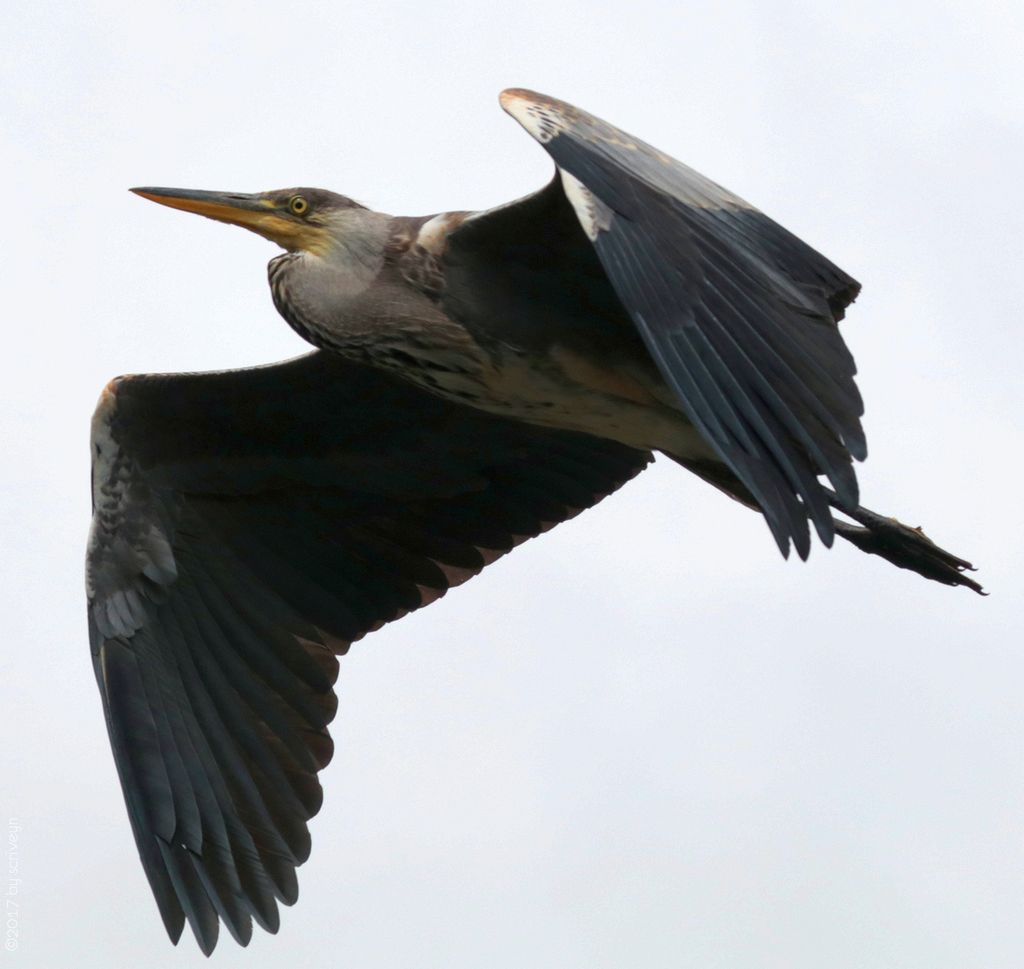 IMAGE: http://i96.photobucket.com/albums/l175/jazzscriveyn/POTN/scr_3061_POTN.jpg~original