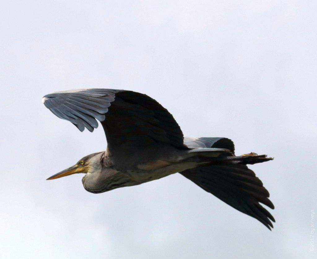 IMAGE: http://i96.photobucket.com/albums/l175/jazzscriveyn/POTN/scr_3068_POTN.jpg~original