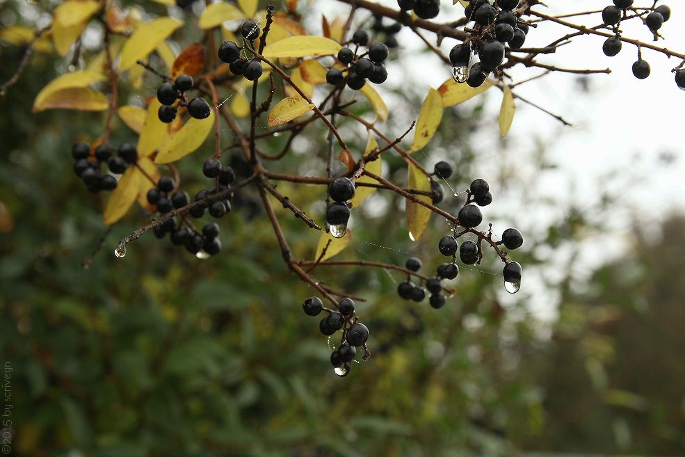 IMAGE: http://i96.photobucket.com/albums/l175/jazzscriveyn/POTN/scr_6110_POTN_puvzf73.jpg~original