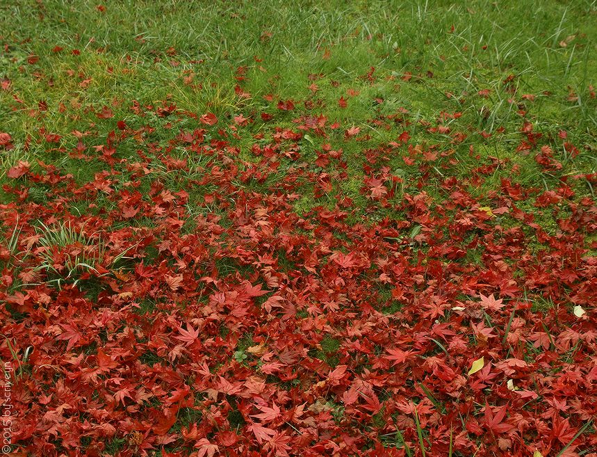 IMAGE: http://i96.photobucket.com/albums/l175/jazzscriveyn/POTN/scr_6111_POTN_optrce07.jpg~original