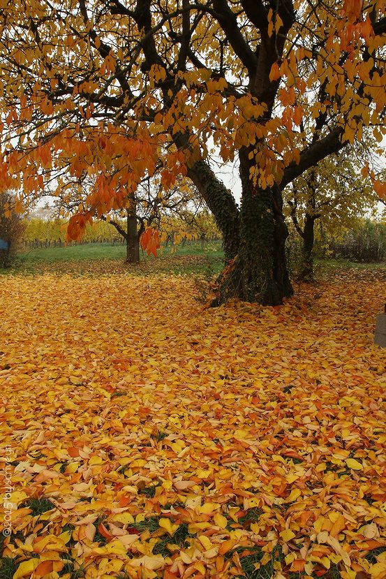 IMAGE: http://i96.photobucket.com/albums/l175/jazzscriveyn/POTN/scr_6117_POTN_h89tirru.jpg~original