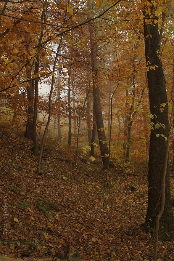 IMAGE: http://i96.photobucket.com/albums/l175/jazzscriveyn/POTN/scr_6148_POTN_jphf74.jpg~original