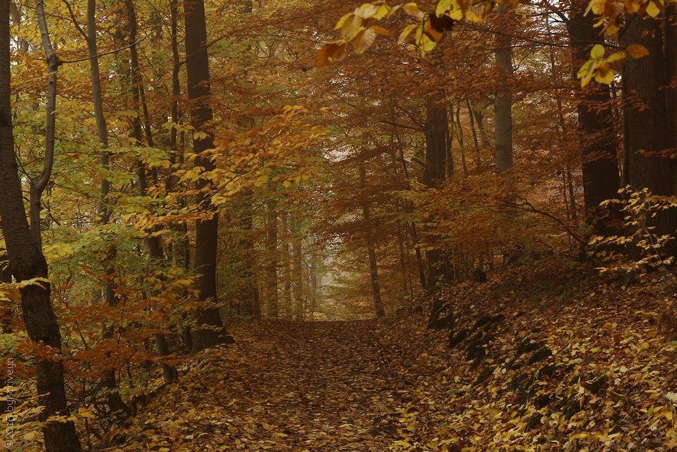 IMAGE: http://i96.photobucket.com/albums/l175/jazzscriveyn/POTN/scr_6149_POTN_ojfdgz33.jpg~original