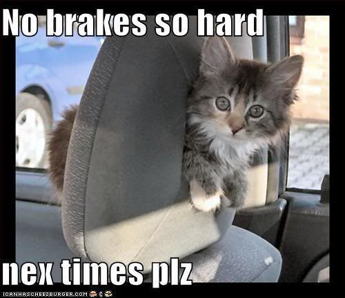 funny-pictures-kitten-car-seat1.jpg