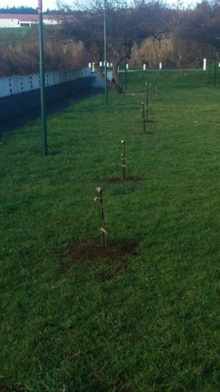 PLANTAÇÃO E PODA DE SALGUEIROS