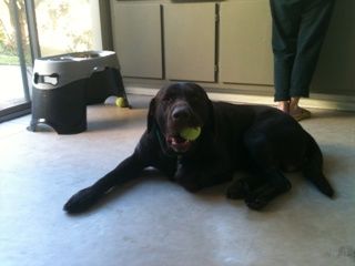 Ball in mouth photo Corbin_6-rs_zpsa04b14cb.jpg