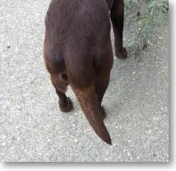  photo Otter-scr_zpscdc3d4b7.jpg