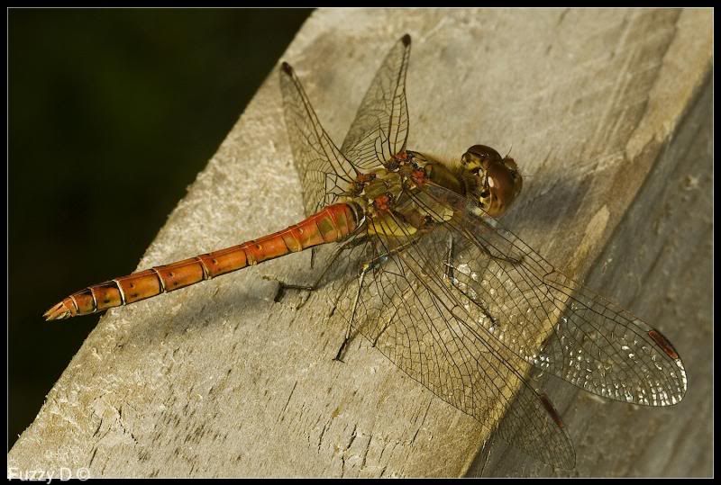 IMAGE: http://i96.photobucket.com/albums/l177/fuzzyedges_album/mine/2013/IMG_43581w_hf_zps34bcd40b.jpg