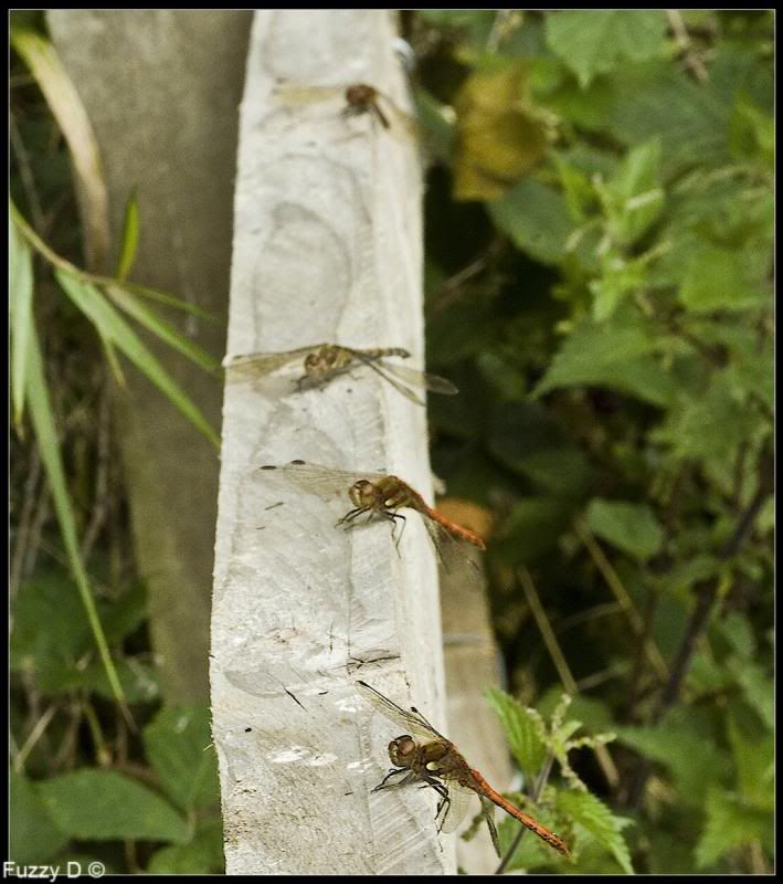 IMAGE: http://i96.photobucket.com/albums/l177/fuzzyedges_album/mine/2013/IMG_43941w_hf_zps4f0f6d1f.jpg