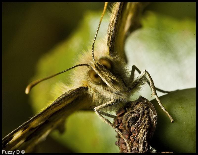 IMAGE: http://i96.photobucket.com/albums/l177/fuzzyedges_album/mine/2013/IMG_45211w_hf_zpsbfc6d535.jpg