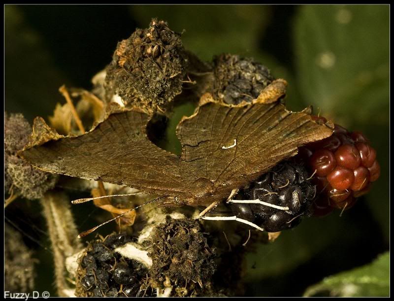 IMAGE: http://i96.photobucket.com/albums/l177/fuzzyedges_album/mine/2013/IMG_482012_hf_zps3521efad.jpg