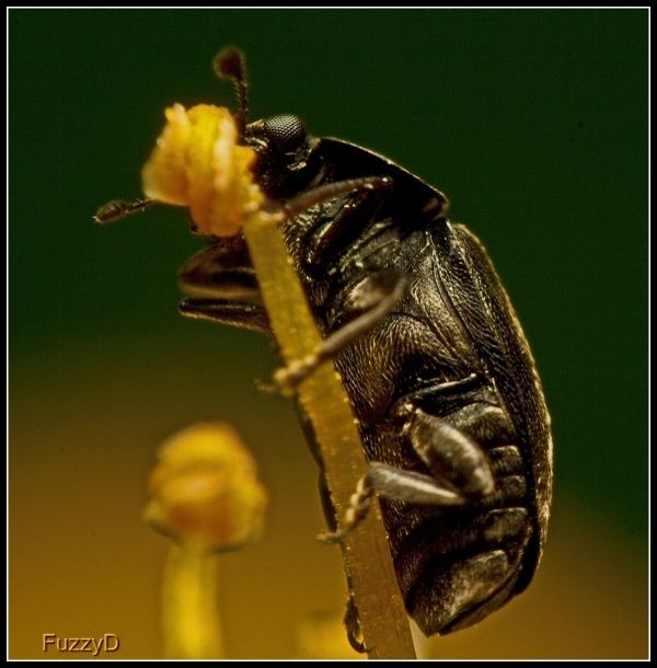 IMAGE: http://i96.photobucket.com/albums/l177/fuzzyedges_album/mine/2014/2015/2015%20bugs/6272f9ba-0e32-4bec-9251-0a1bf3892797_zpslj61zhh4.jpg