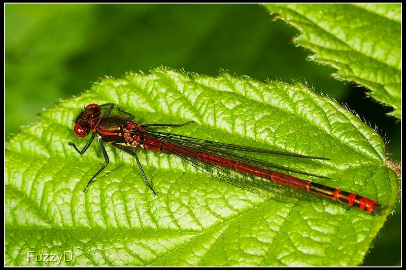 IMAGE: http://i96.photobucket.com/albums/l177/fuzzyedges_album/mine/2014/2015/2015%20bugs/IMG_0009_hf_zpsuh2defxh.jpg