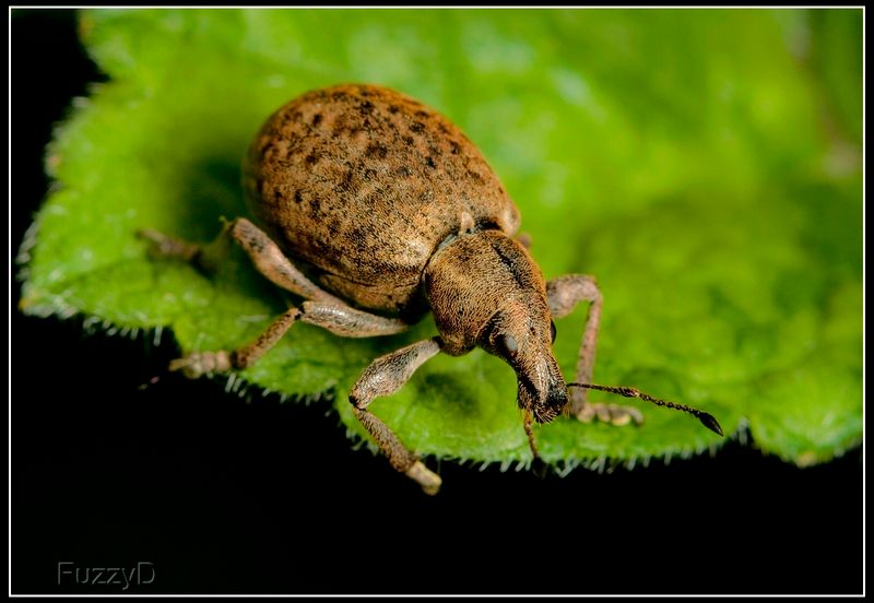 IMAGE: http://i96.photobucket.com/albums/l177/fuzzyedges_album/mine/2014/2015/2015%20bugs/IMG_0212%203_hf_zpspdpihz0x.jpg