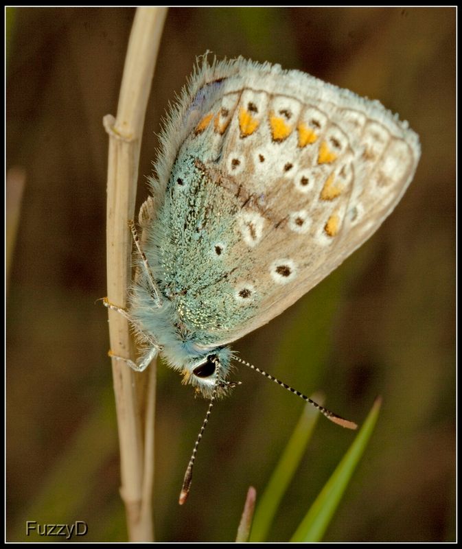 IMAGE: http://i96.photobucket.com/albums/l177/fuzzyedges_album/mine/2014/2015/2015%20bugs/IMG_0228%201_hf_zpsn16gho6f.jpg