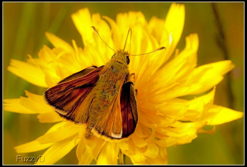 IMAGE: http://i96.photobucket.com/albums/l177/fuzzyedges_album/mine/2014/2015/2015%20bugs/IMG_0234%2012_hf_zpshifo7c7c.jpg