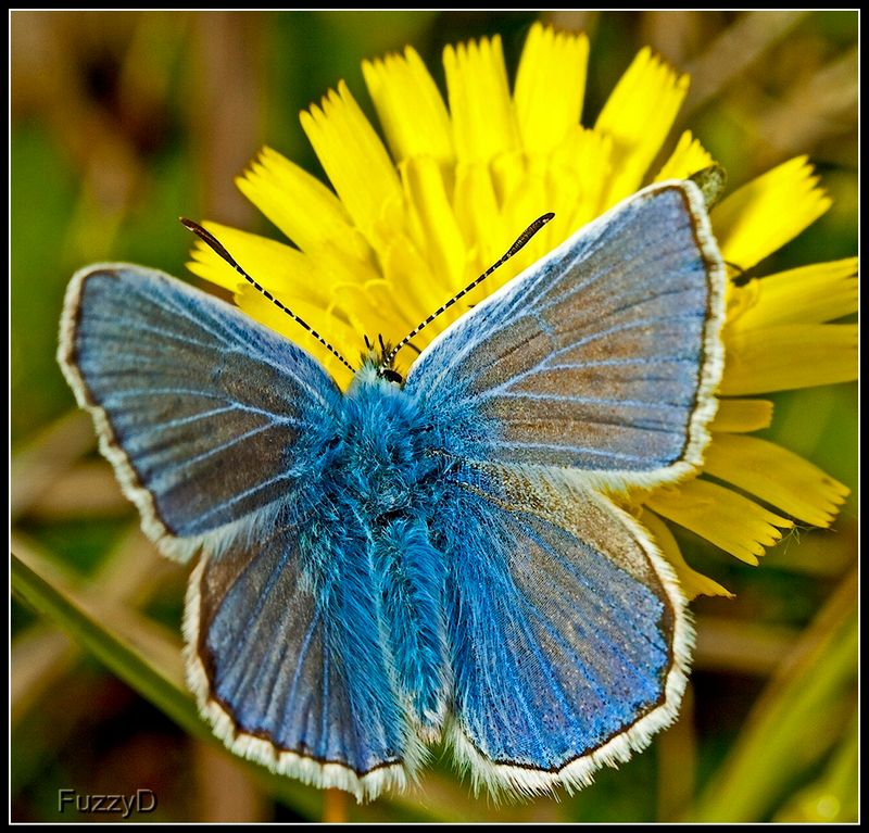 IMAGE: http://i96.photobucket.com/albums/l177/fuzzyedges_album/mine/2014/2015/2015%20bugs/IMG_0235_hf_zpspo82bsos.jpg