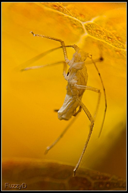 IMAGE: http://i96.photobucket.com/albums/l177/fuzzyedges_album/mine/2014/2015/2015%20bugs/IMG_0304%2012_hf_zpstblee4dz.jpg