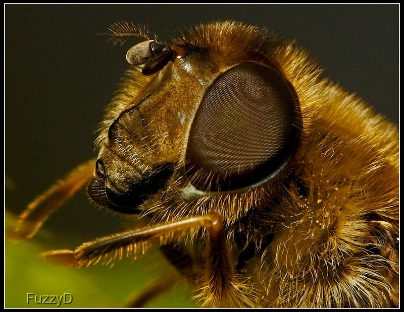 IMAGE: http://i96.photobucket.com/albums/l177/fuzzyedges_album/mine/2014/2015/2015%20bugs/IMG_9687%201w_hf_zpsnzhl7jol.jpg