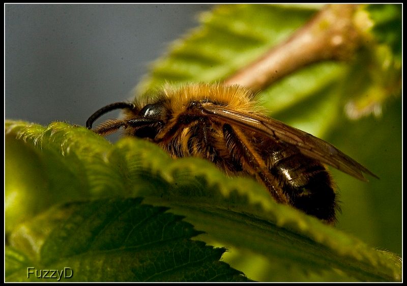 IMAGE: http://i96.photobucket.com/albums/l177/fuzzyedges_album/mine/2014/2015/2015%20bugs/IMG_9690%201w_hf_zps3o576hpb.jpg