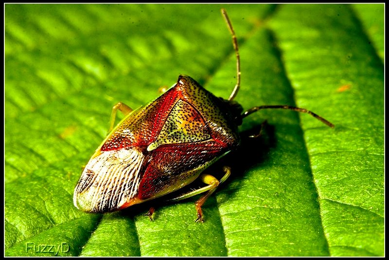 IMAGE: http://i96.photobucket.com/albums/l177/fuzzyedges_album/mine/2014/2015/2015%20bugs/IMG_9915_hf_zpsr3exzbk1.jpg