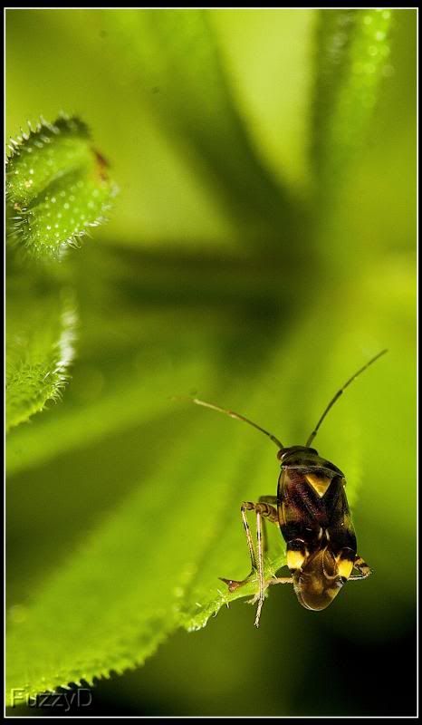 IMAGE: http://i96.photobucket.com/albums/l177/fuzzyedges_album/mine/2014/IMG_59675w_hf_zpsc64244e2.jpg