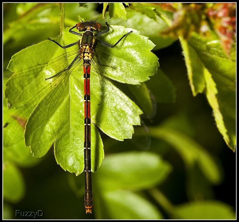 IMAGE: http://i96.photobucket.com/albums/l177/fuzzyedges_album/mine/2014/IMG_62831w_hf_zpsf965bec0.jpg