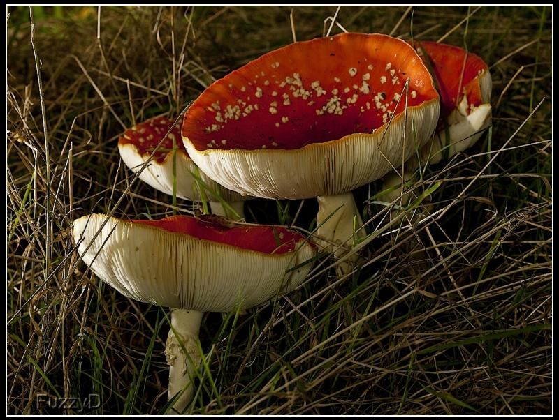 IMAGE: http://i96.photobucket.com/albums/l177/fuzzyedges_album/mine/2014/IMG_84461w_hf_zpsa4a335b4.jpg