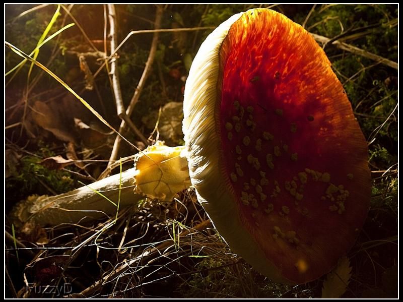 IMAGE: http://i96.photobucket.com/albums/l177/fuzzyedges_album/mine/2014/IMG_84551w_hf_zps2677f8e8.jpg