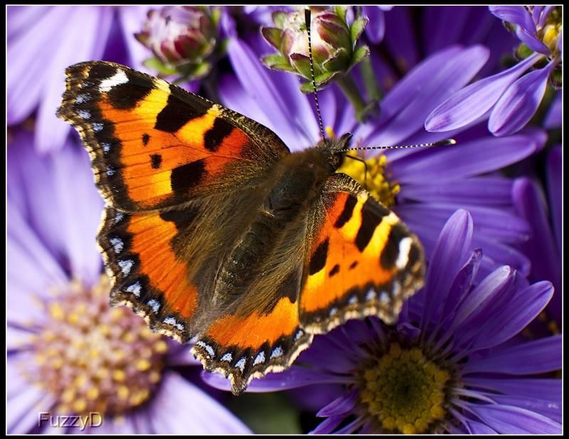 IMAGE: http://i96.photobucket.com/albums/l177/fuzzyedges_album/mine/2014/IMG_85071w_hf_zpscafc9a2b.jpg