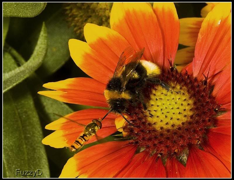 IMAGE: http://i96.photobucket.com/albums/l177/fuzzyedges_album/mine/2014/bugs/IMG_38651w_hf_zpscca6d1ad.jpg