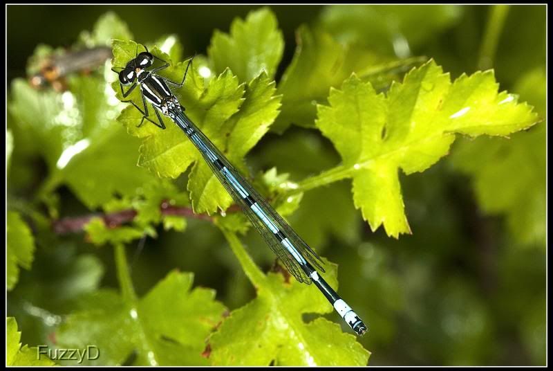 IMAGE: http://i96.photobucket.com/albums/l177/fuzzyedges_album/mine/2014/bugs/IMG_63381w_hf_zpsc74517bf.jpg