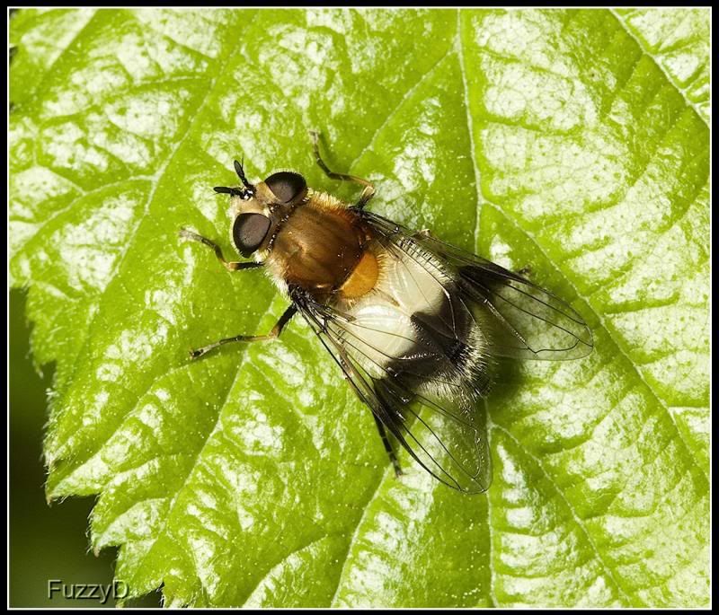 IMAGE: http://i96.photobucket.com/albums/l177/fuzzyedges_album/mine/2014/bugs/IMG_63481w_hf_zps535ab9fa.jpg