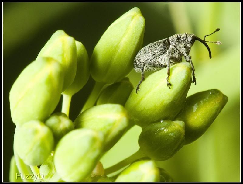 IMAGE: http://i96.photobucket.com/albums/l177/fuzzyedges_album/mine/2014/bugs/IMG_63551w_hf1_zps503d5ecf.jpg