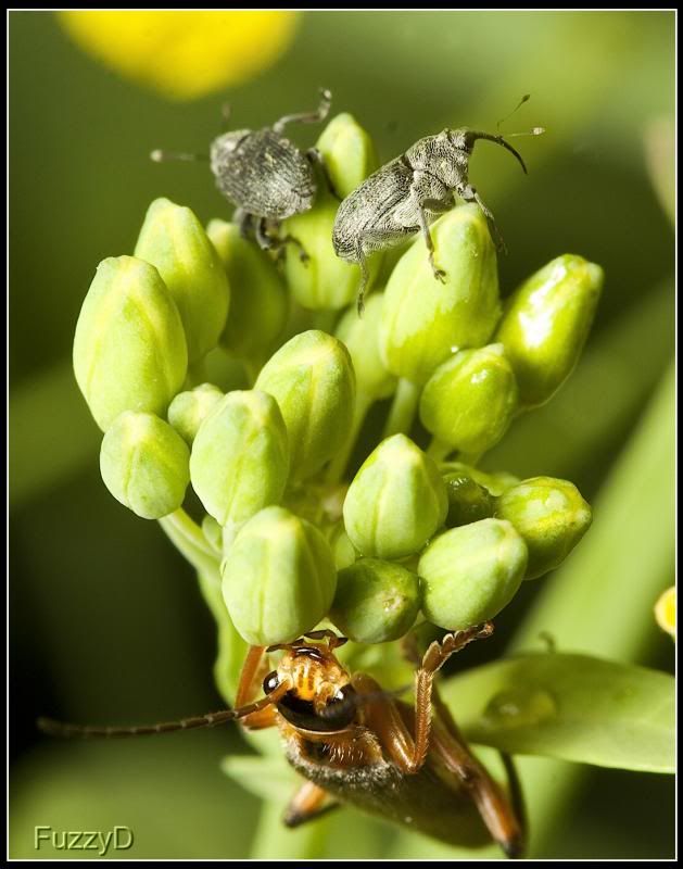 IMAGE: http://i96.photobucket.com/albums/l177/fuzzyedges_album/mine/2014/bugs/IMG_6357trial2w_hf_zps1e03818f.jpg