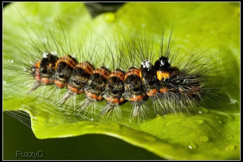 IMAGE: http://i96.photobucket.com/albums/l177/fuzzyedges_album/mine/2014/bugs/IMG_637912w_hf1_zpsfa88c5f6.jpg