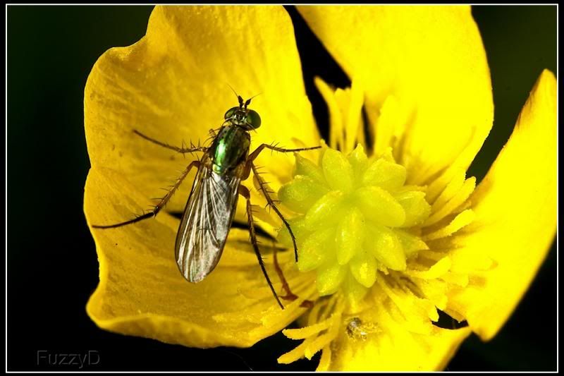 IMAGE: http://i96.photobucket.com/albums/l177/fuzzyedges_album/mine/2014/bugs/IMG_64171w_hf_zps90e6305c.jpg