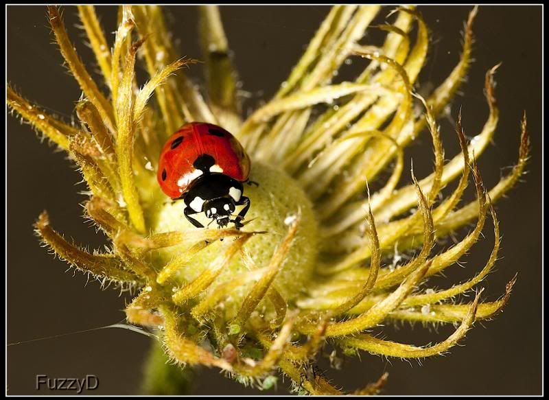 IMAGE: http://i96.photobucket.com/albums/l177/fuzzyedges_album/mine/2014/bugs/IMG_64221w_hf_zps94028e77.jpg