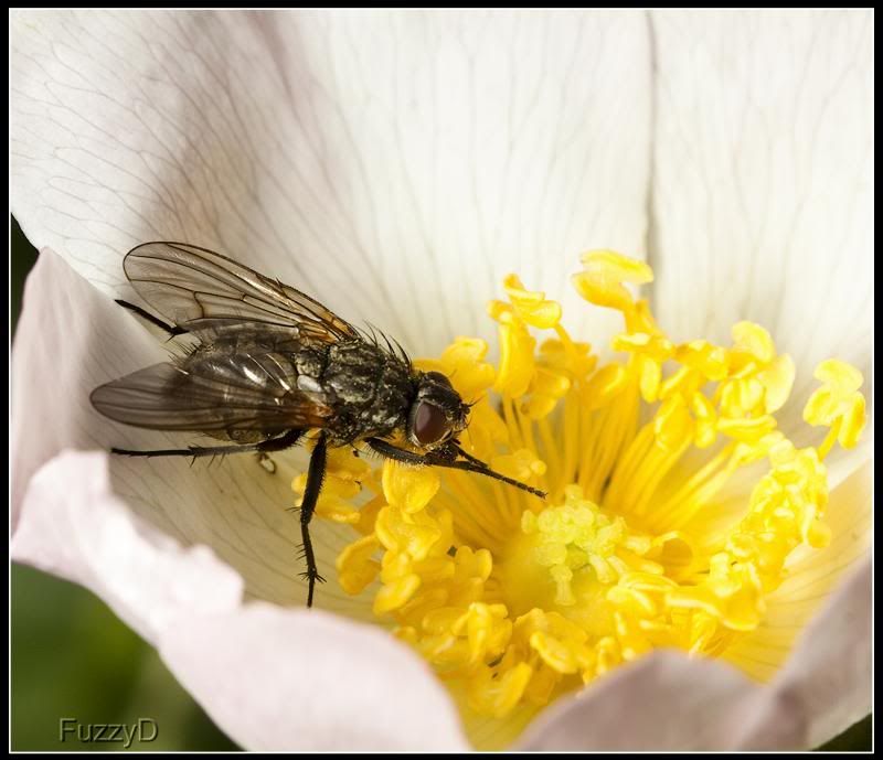 IMAGE: http://i96.photobucket.com/albums/l177/fuzzyedges_album/mine/2014/bugs/IMG_64711w_hf_zpsefb18bab.jpg