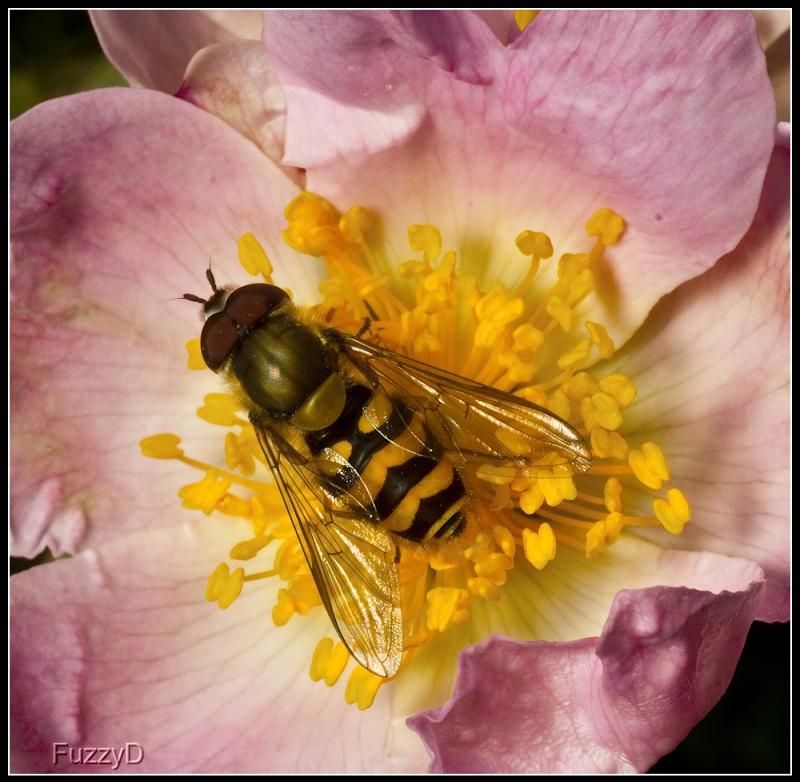 IMAGE: http://i96.photobucket.com/albums/l177/fuzzyedges_album/mine/2014/bugs/IMG_65251w_hf_zps6064fdbf.jpg