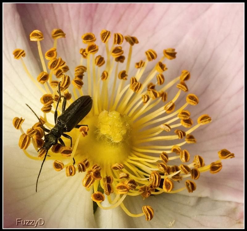 IMAGE: http://i96.photobucket.com/albums/l177/fuzzyedges_album/mine/2014/bugs/IMG_65301w1_hf_zpscc056c0e.jpg