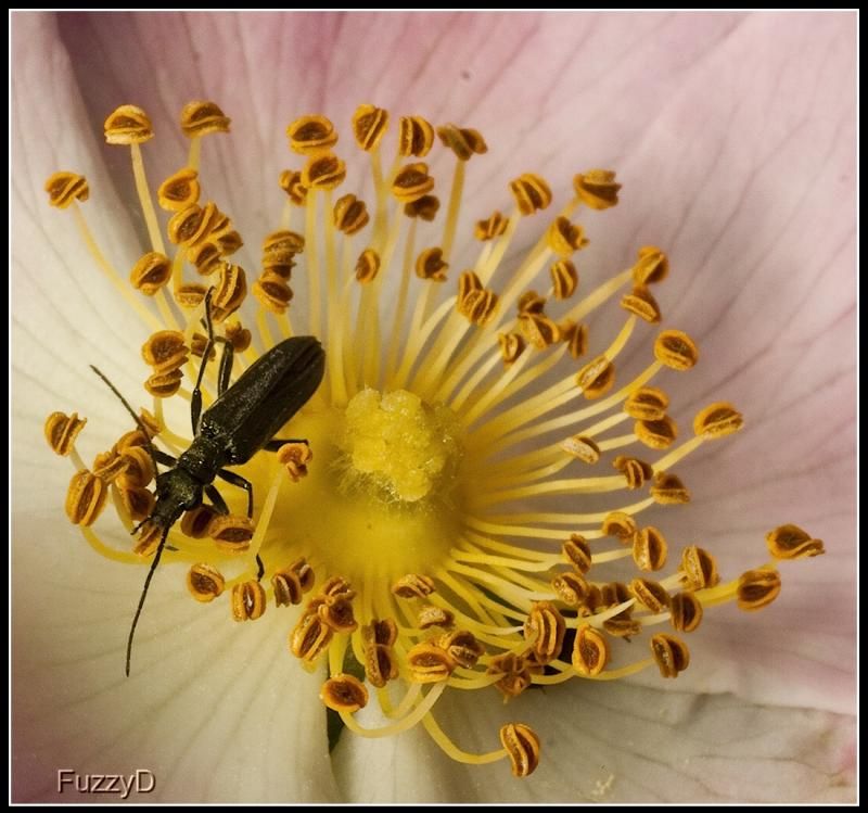 IMAGE: http://i96.photobucket.com/albums/l177/fuzzyedges_album/mine/2014/bugs/IMG_65301w_hf_zps652bceb8.jpg