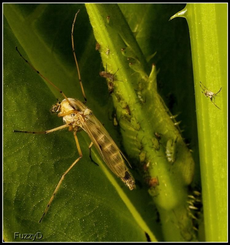 IMAGE: http://i96.photobucket.com/albums/l177/fuzzyedges_album/mine/2014/bugs/IMG_65341w_hf_zps25269558.jpg