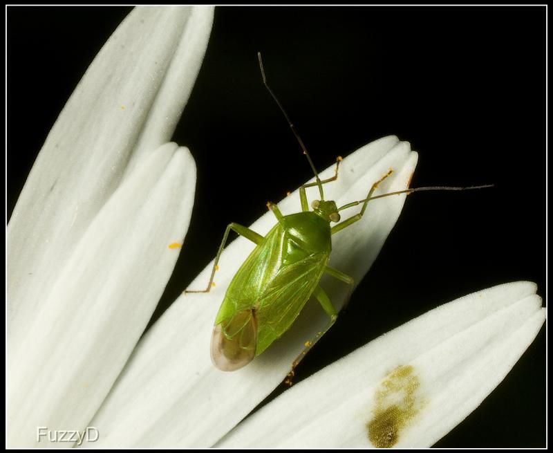 IMAGE: http://i96.photobucket.com/albums/l177/fuzzyedges_album/mine/2014/bugs/IMG_66311w_hf_zpsa0d32ae4.jpg