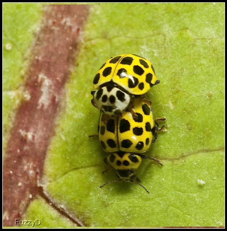 IMAGE: http://i96.photobucket.com/albums/l177/fuzzyedges_album/mine/2014/bugs/IMG_66931w_hf_zps99398fca.jpg