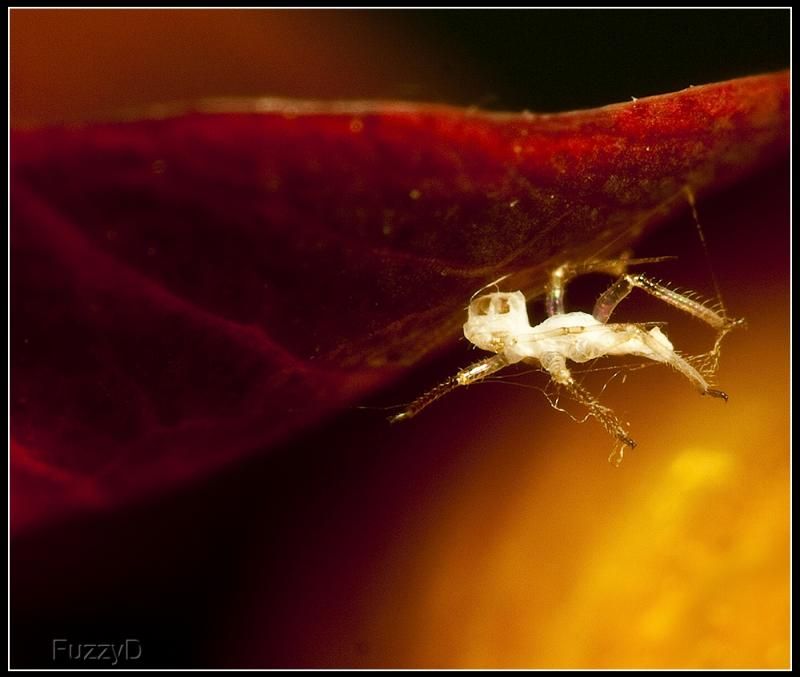 IMAGE: http://i96.photobucket.com/albums/l177/fuzzyedges_album/mine/2014/bugs/IMG_674412w_hf_zpsdc4c89e1.jpg